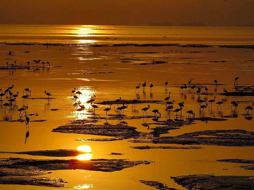 Flamingos of Sewri